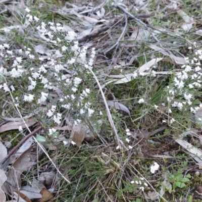 Cryptandra amara (Bitter Cryptandra) at Symonston, ACT - 21 Aug 2021 by RobParnell