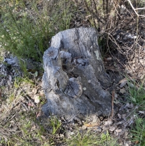 Papyrius sp. (genus) at Macarthur, ACT - suppressed