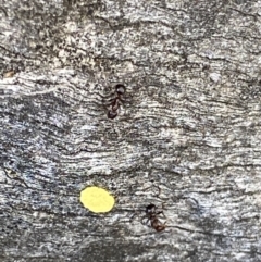 Papyrius sp. (genus) at Macarthur, ACT - suppressed