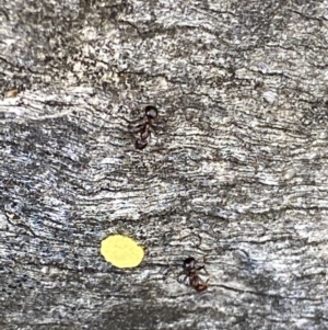 Papyrius sp. (genus) at Macarthur, ACT - suppressed