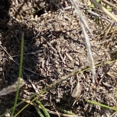 Papyrius sp. (genus) at Macarthur, ACT - 22 Aug 2021