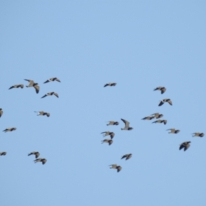 Vanellus tricolor at Wanganella, NSW - 2 Apr 2021