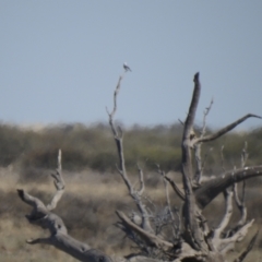 Epthianura albifrons (White-fronted Chat) at Wanganella, NSW - 2 Apr 2021 by Liam.m