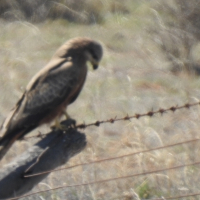 Milvus migrans (Black Kite) at Wanganella, NSW - 2 Apr 2021 by Liam.m