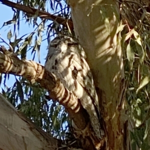 Podargus strigoides at Hughes, ACT - 21 Aug 2021