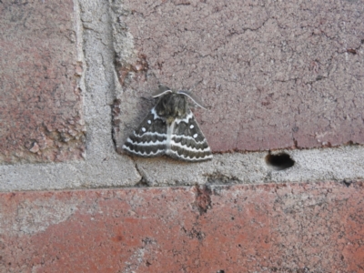 Unidentified Moth (Lepidoptera) at Wanganella, NSW - 2 Apr 2021 by Liam.m