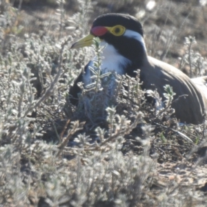 Vanellus tricolor at Wanganella, NSW - 3 Apr 2021