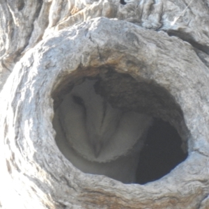 Tyto alba at Wanganella, NSW - 3 Apr 2021