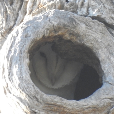 Tyto alba (Barn Owl) at Wanganella, NSW - 2 Apr 2021 by Liam.m