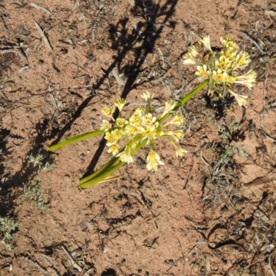 Calostemma purpureum (Garland Lily) at Booroorban, NSW - 3 Apr 2021 by Liam.m
