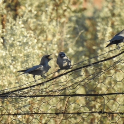 Artamus cinereus (Black-faced Woodswallow) at Booroorban, NSW - 4 Apr 2021 by Liam.m