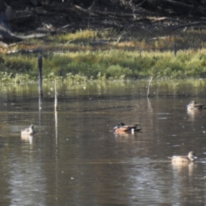 Anas castanea at Deniliquin, NSW - 4 Apr 2021