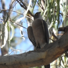 Accipiter cirrocephalus (Collared Sparrowhawk) at Deniliquin, NSW - 4 Apr 2021 by Liam.m