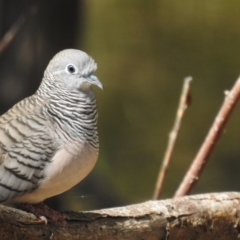 Geopelia placida (Peaceful Dove) at Deniliquin, NSW - 4 Apr 2021 by Liam.m