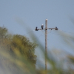 Haliaeetus leucogaster (White-bellied Sea-Eagle) at Wanganella, NSW - 4 Apr 2021 by Liam.m