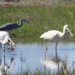 Platalea flavipes (Yellow-billed Spoonbill) at Leeton, NSW - 5 Apr 2021 by Liam.m