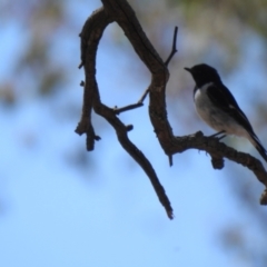 Melanodryas cucullata (Hooded Robin) at Big Springs, NSW - 10 Jan 2021 by Liam.m