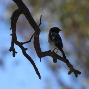 Melanodryas cucullata at Big Springs, NSW - 10 Jan 2021