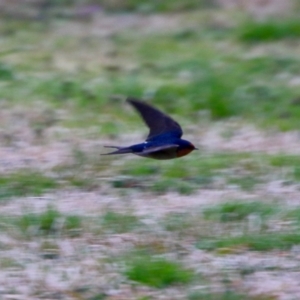 Hirundo neoxena at Phillip, ACT - 27 Aug 2021 05:21 PM