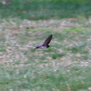 Hirundo neoxena at Phillip, ACT - 27 Aug 2021 05:21 PM