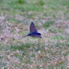 Hirundo neoxena at Phillip, ACT - 27 Aug 2021 05:21 PM