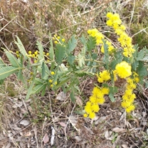 Acacia baileyana at Cook, ACT - 25 Aug 2021