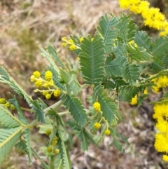 Acacia baileyana at Cook, ACT - 25 Aug 2021