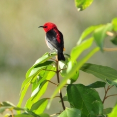 Myzomela sanguinolenta (Scarlet Honeyeater) at Sarabah, QLD - 7 Aug 2009 by Harrisi