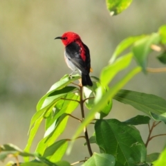 Myzomela sanguinolenta (Scarlet Honeyeater) at Sarabah, QLD - 6 Aug 2009 by Harrisi