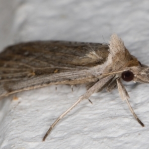 Lygephila fallax at Melba, ACT - 27 Aug 2021 01:06 AM