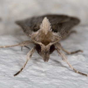 Lygephila fallax at Melba, ACT - 27 Aug 2021 01:06 AM