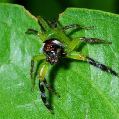 Mopsus mormon (Green Jumping Spider) at Pallarenda, QLD - 21 Apr 2017 by Harrisi