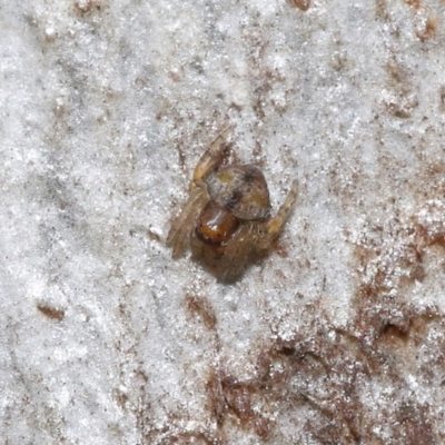 Araneinae (subfamily) (Orb weaver) at ANBG - 30 Jul 2021 by TimL