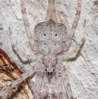 Tamopsis sp. (genus) (Two-tailed spider) at ANBG - 30 Jul 2021 by TimL