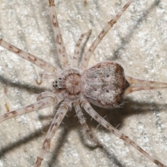 Tamopsis sp. (genus) (Two-tailed spider) at Acton, ACT - 30 Jul 2021 by TimL