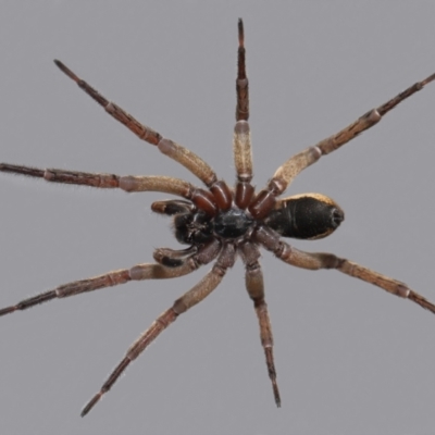 Venatrix sp. (genus) (Unidentified Venatrix wolf spider) at Evatt, ACT - 25 Aug 2021 by TimL