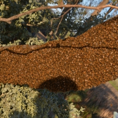 Apis mellifera (European honey bee) at Leeton, NSW - 1 Oct 2020 by natureguy