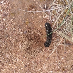 Apina callisto at Symonston, ACT - 26 Aug 2021