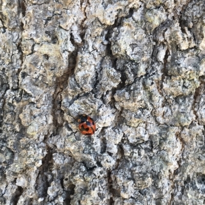 Coccinella transversalis (Transverse Ladybird) at Evans Head, NSW - 28 Aug 2021 by AliClaw