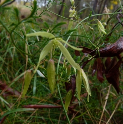 Clematis leptophylla (Small-leaf Clematis, Old Man's Beard) at Queanbeyan West, NSW - 28 Aug 2021 by Paul4K