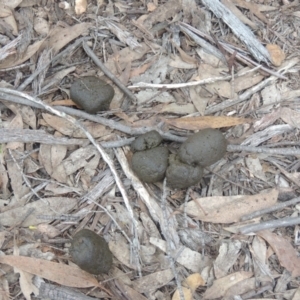 Macropus giganteus at Bungendore, NSW - 10 Jul 2021 03:04 PM