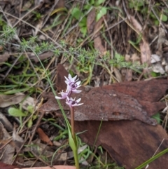 Wurmbea dioica subsp. dioica (Early Nancy) at Mount Ainslie - 27 Aug 2021 by WalterEgo