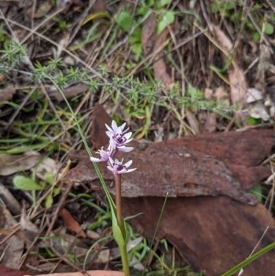 Wurmbea dioica subsp. dioica (Early Nancy) at Majura, ACT - 27 Aug 2021 by WalterEgo