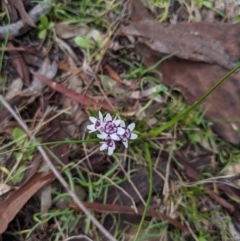 Wurmbea dioica subsp. dioica at Majura, ACT - 28 Aug 2021