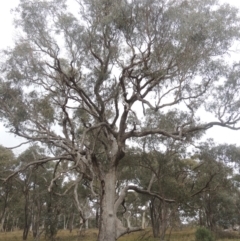 Eucalyptus bridgesiana (Apple Box) at Bungendore, NSW - 10 Jul 2021 by MichaelBedingfield