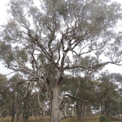 Eucalyptus bridgesiana (Apple Box) at Six Mile TSR - 10 Jul 2021 by MichaelBedingfield