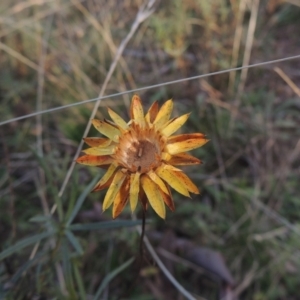 Xerochrysum viscosum at Bungendore, NSW - 10 Jul 2021