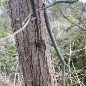 Acacia melanoxylon at Watson, ACT - 27 Aug 2021