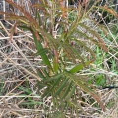 Acacia melanoxylon at Watson, ACT - 27 Aug 2021 11:03 AM