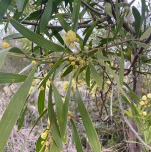 Acacia melanoxylon at Watson, ACT - 27 Aug 2021